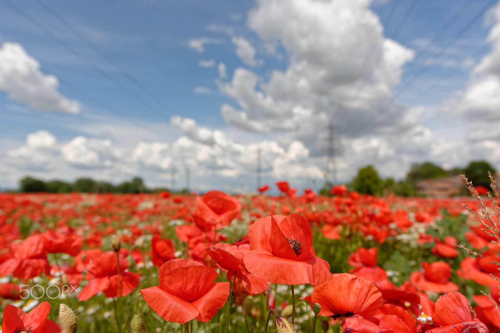 Nikon AF-S Nikkor 14-24mm F2.8G ED sample photo. Poppies photography