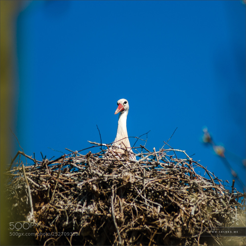 Sony a99 II sample photo. Beautiful white storks in photography