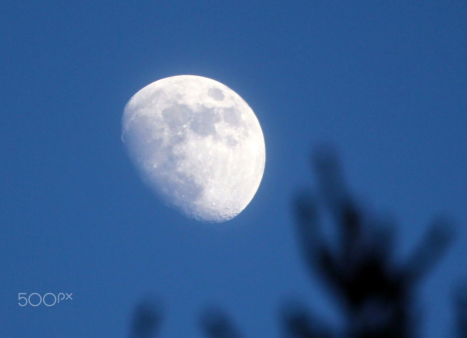 Canon EOS 700D (EOS Rebel T5i / EOS Kiss X7i) sample photo. White one. photography