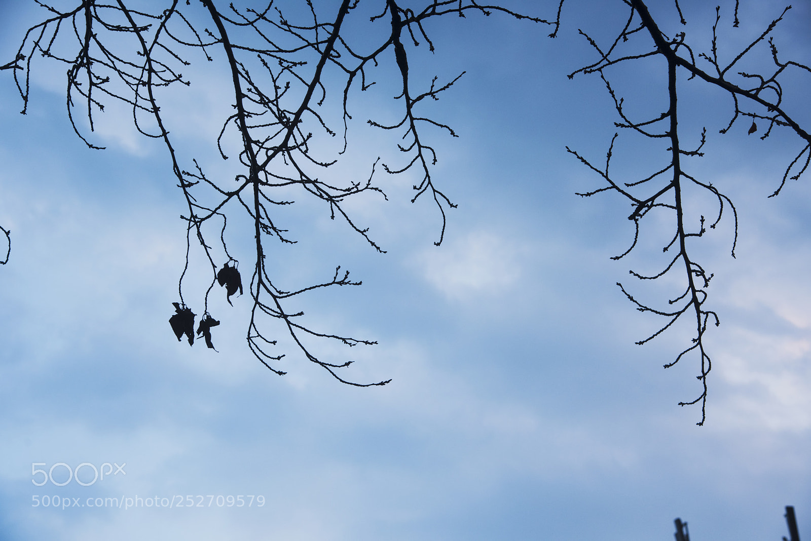 Nikon D810 sample photo. Lookup 2 photography