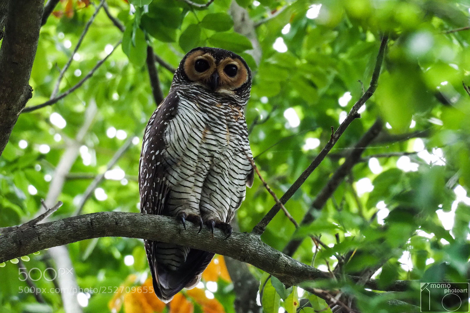 Olympus OM-D E-M1 Mark II sample photo. Owlicious photography