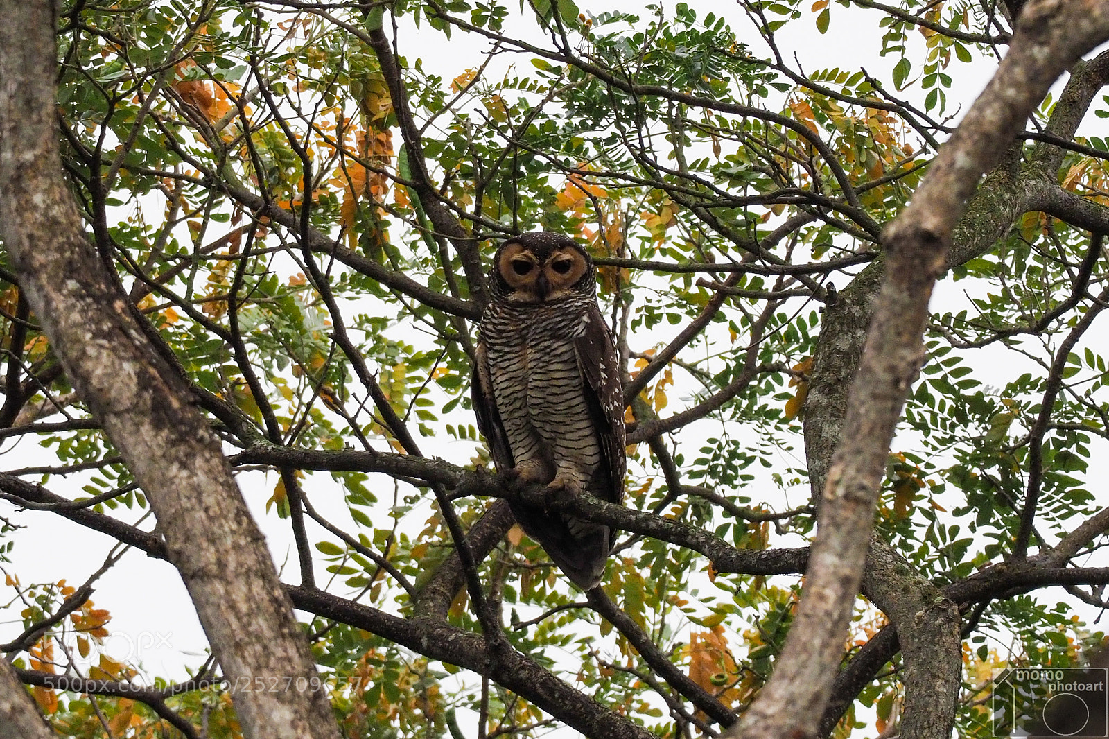 Olympus OM-D E-M1 Mark II sample photo. Owlicious photography