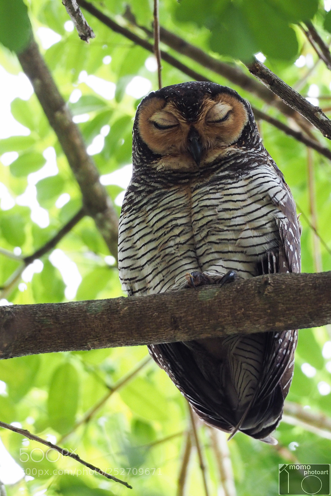Olympus OM-D E-M1 Mark II sample photo. Owlicious photography