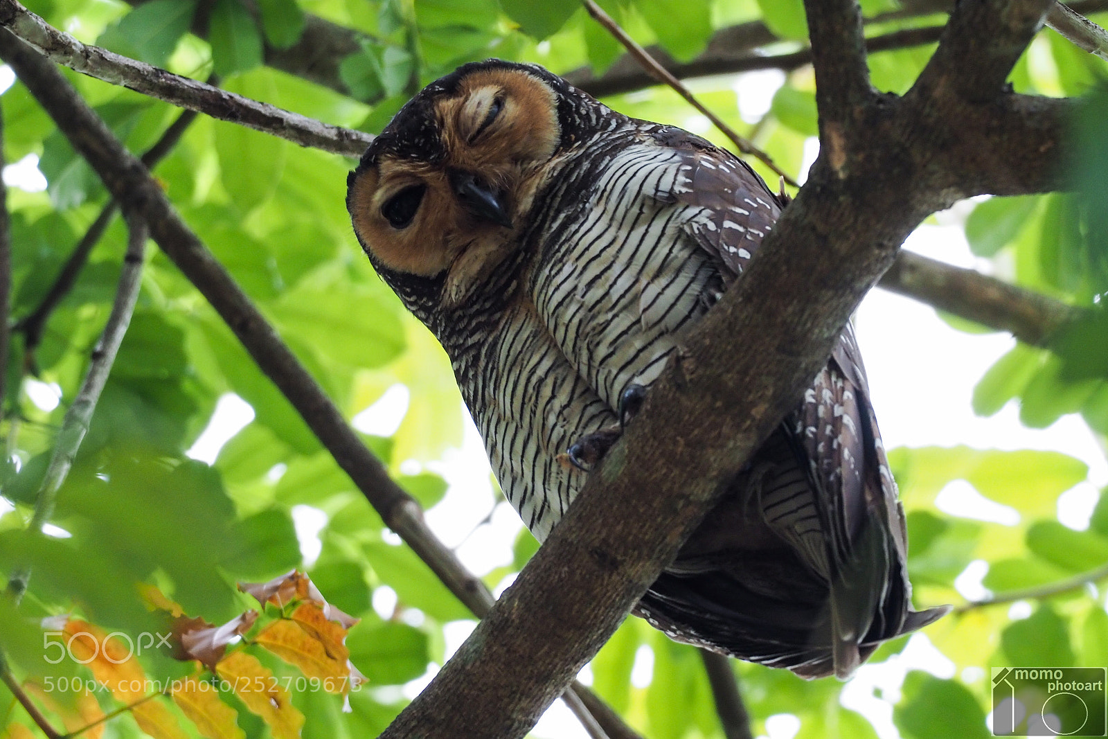 Olympus OM-D E-M1 Mark II sample photo. Owlicious photography