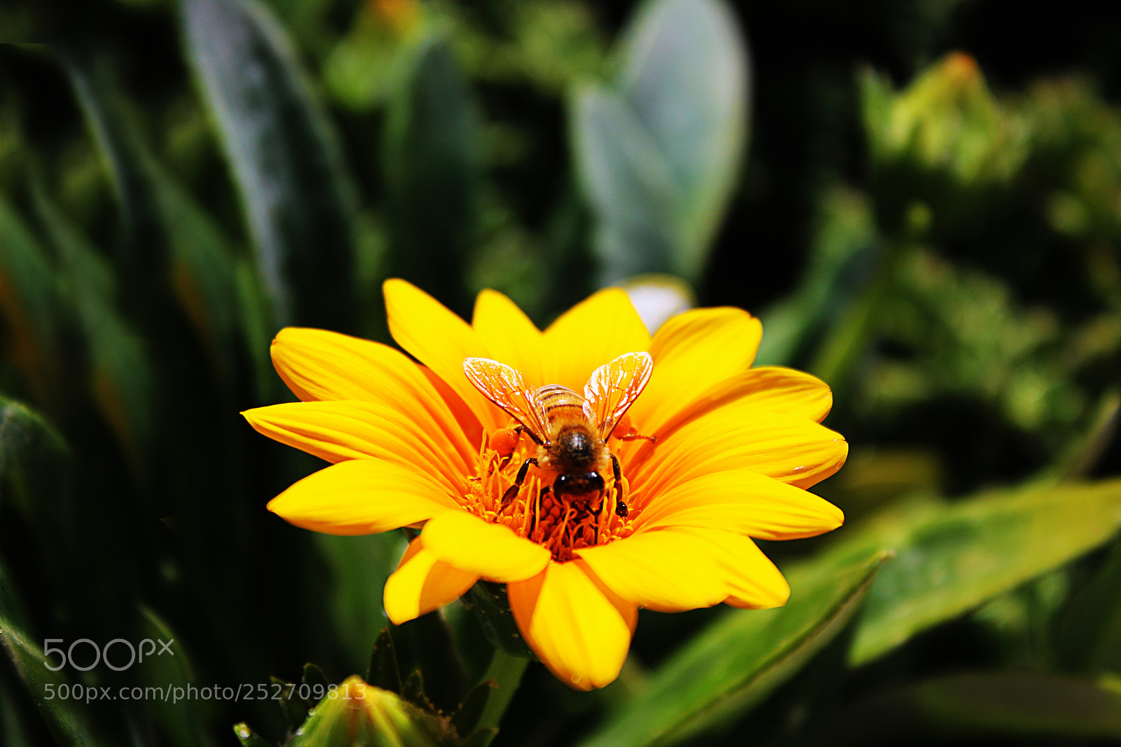 Canon EOS 750D (EOS Rebel T6i / EOS Kiss X8i) sample photo. Beautiful bee photography