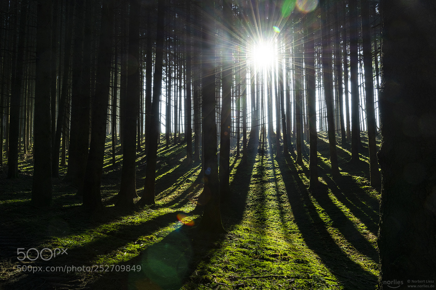 Nikon D850 sample photo. Sunshine forest photography