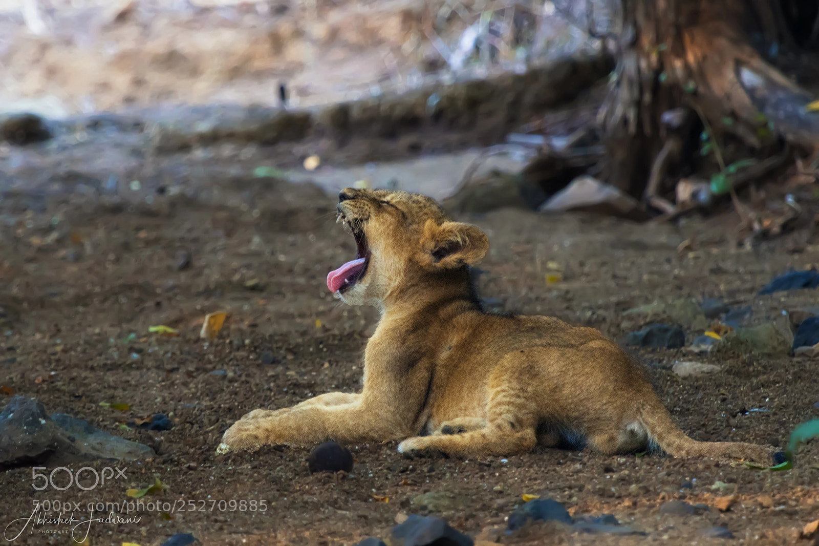 Canon EOS 7D Mark II sample photo. Yawning prince photography