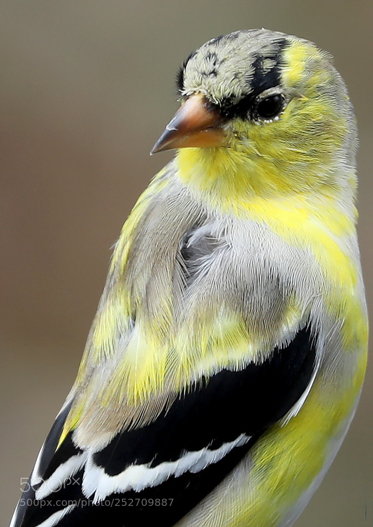 Canon EOS 5D Mark IV sample photo. Springtime american goldfinch photography