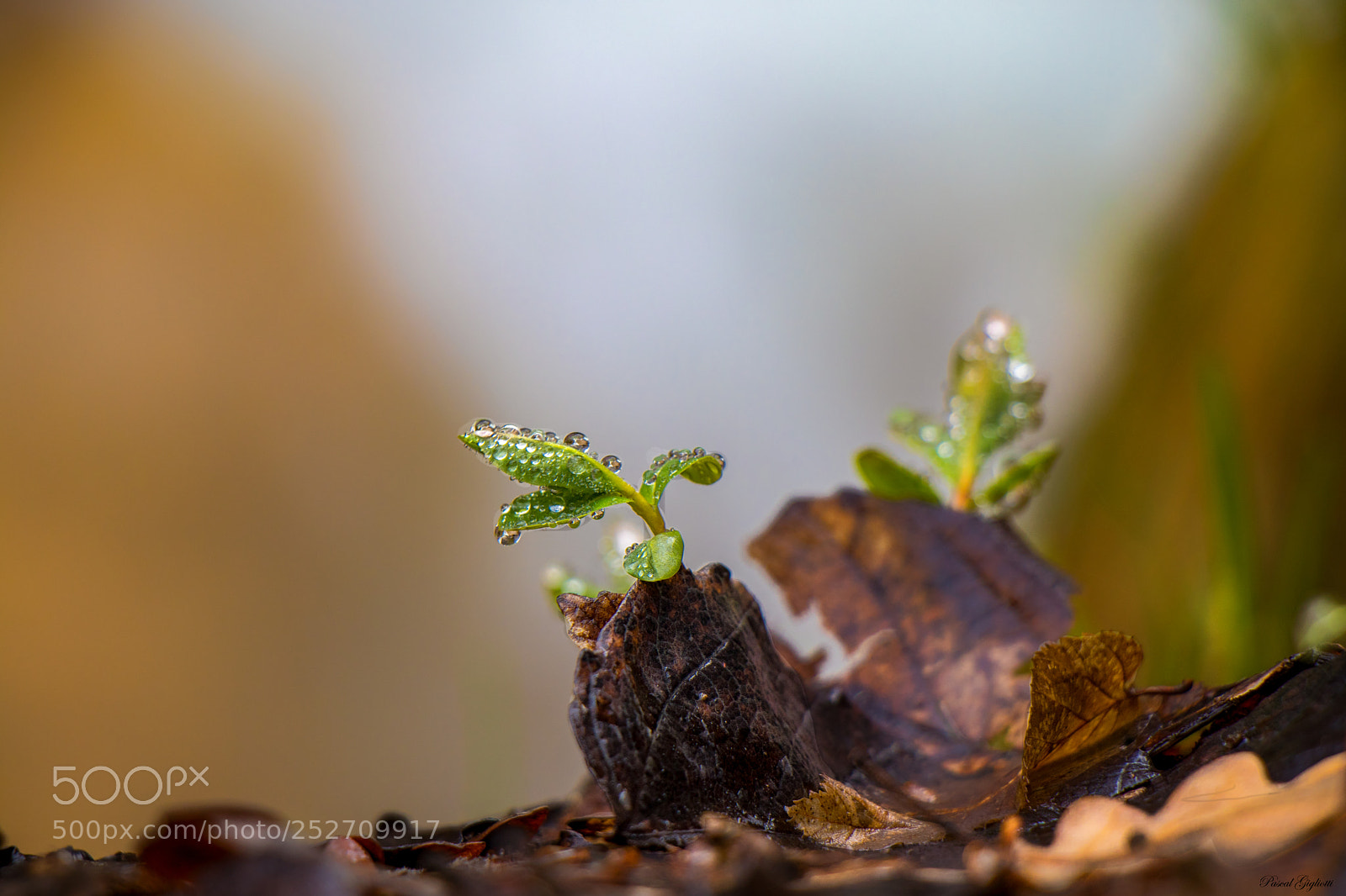 Canon EOS 80D sample photo. Drops photography