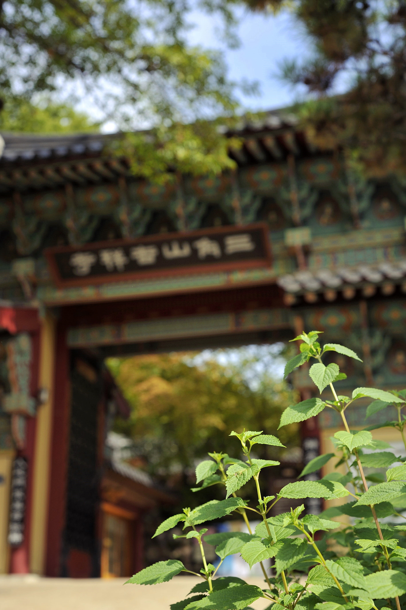 Nikon D700 + Nikon AF Nikkor 50mm F1.8D sample photo. In a buddhist temple photography