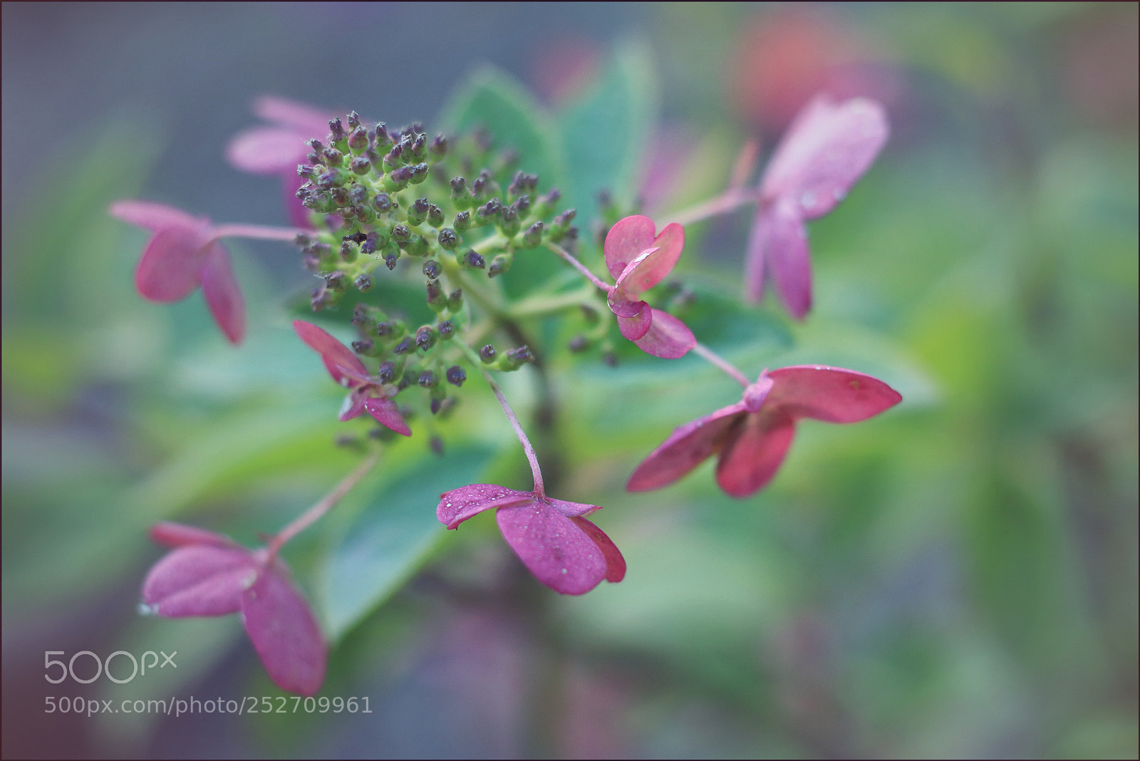 Canon EOS 700D (EOS Rebel T5i / EOS Kiss X7i) sample photo. Hydrangea photography