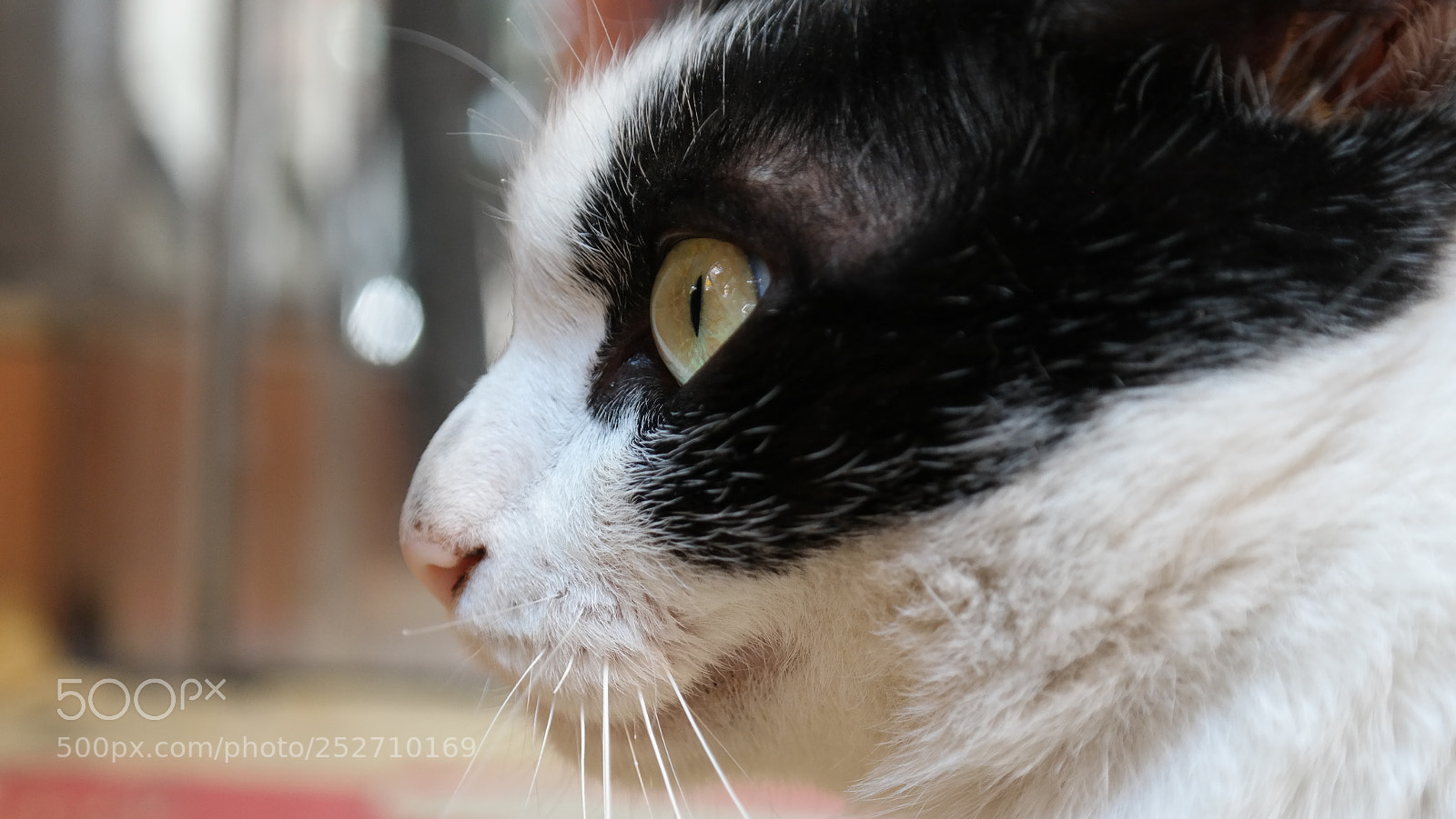 Samsung NX300 sample photo. Untitled photography