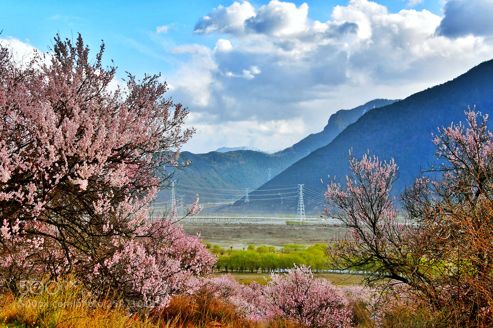 Nikon D7500 sample photo. 林芝桃花·西藏 photography