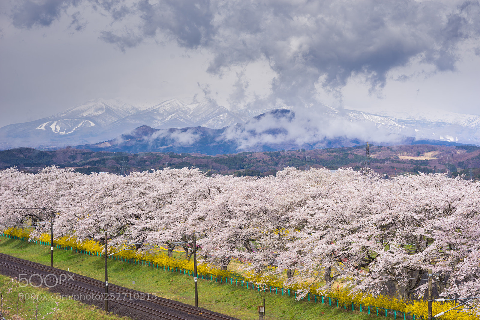 Sony a7R sample photo. Thousand cherry tree photography