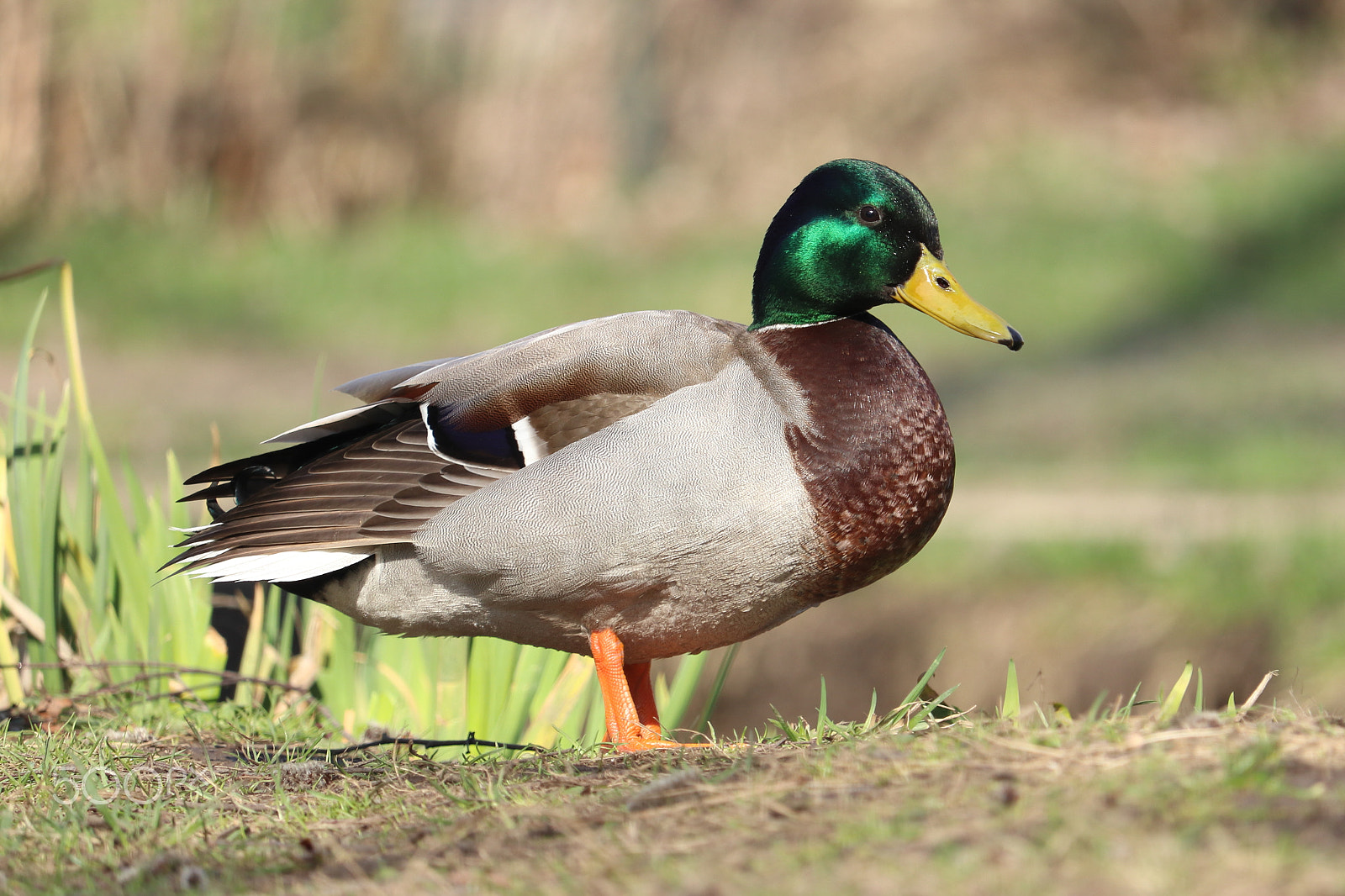 Canon EF-S 55-250mm F4-5.6 IS STM sample photo. Duck photography