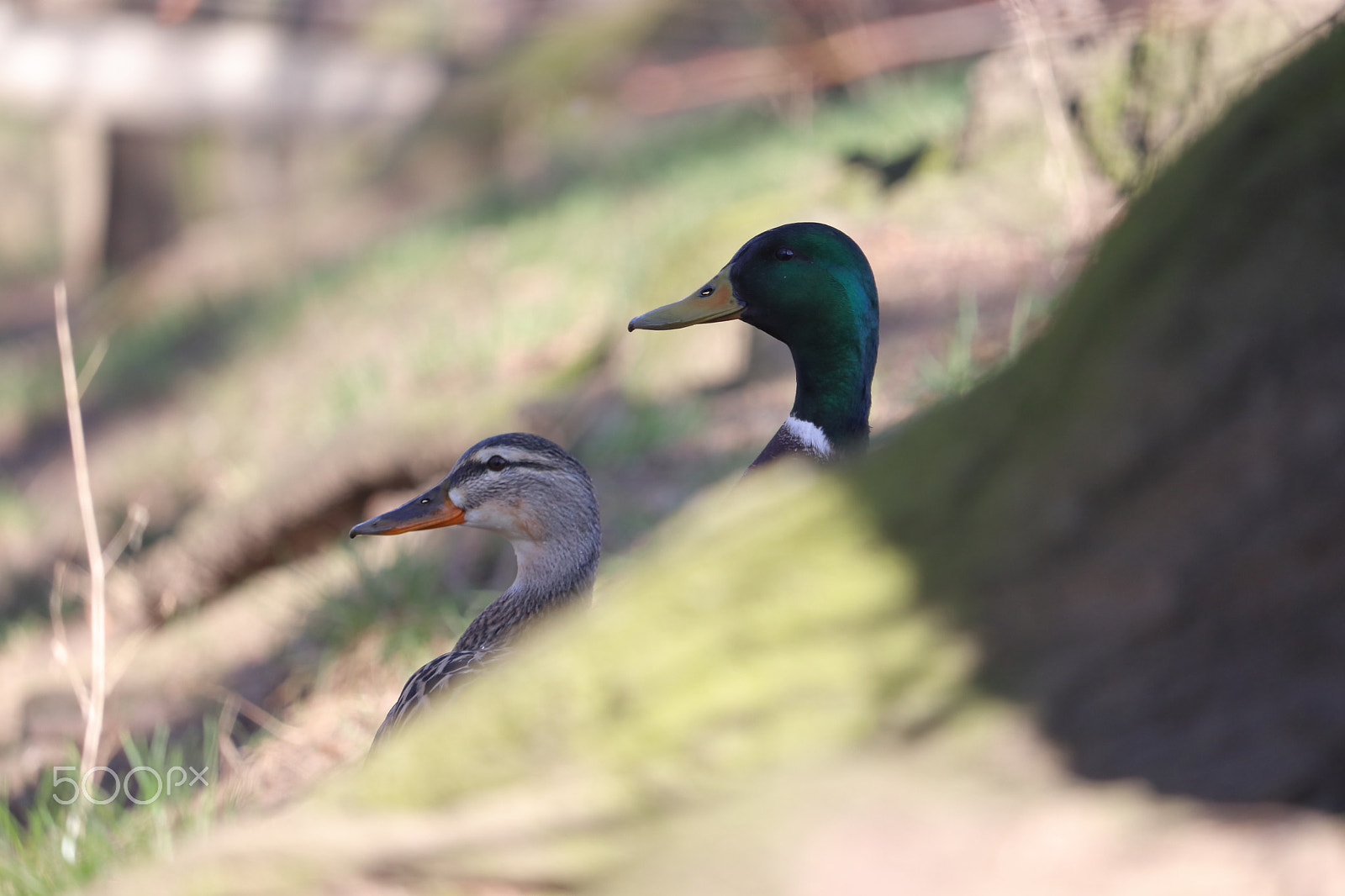 Canon EF-S 55-250mm F4-5.6 IS STM sample photo. Ducks photography