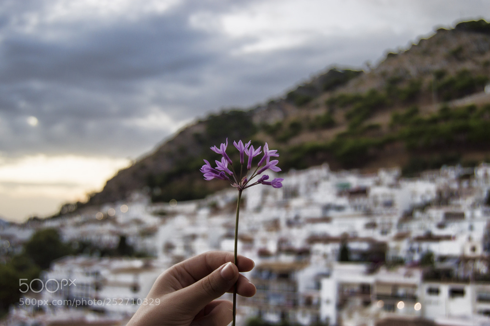 Nikon D3200 sample photo. Flores para sol photography