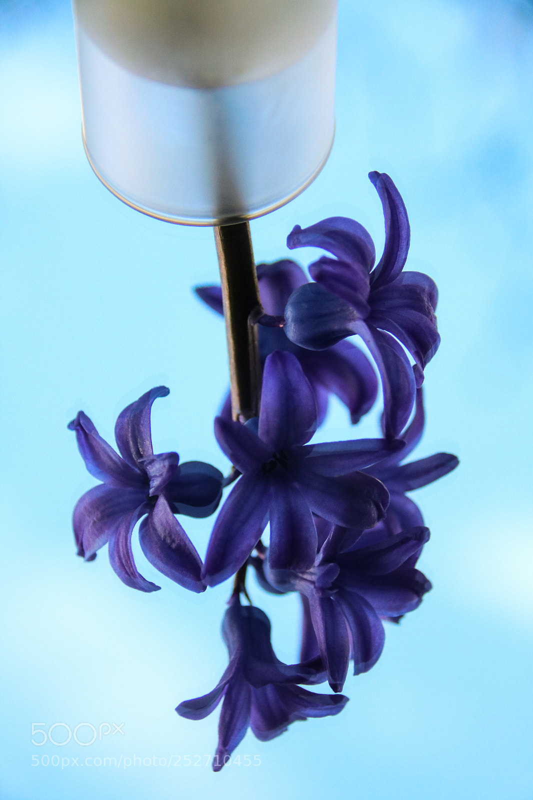 Canon EOS 750D (EOS Rebel T6i / EOS Kiss X8i) sample photo. The spanish bluebell upside photography