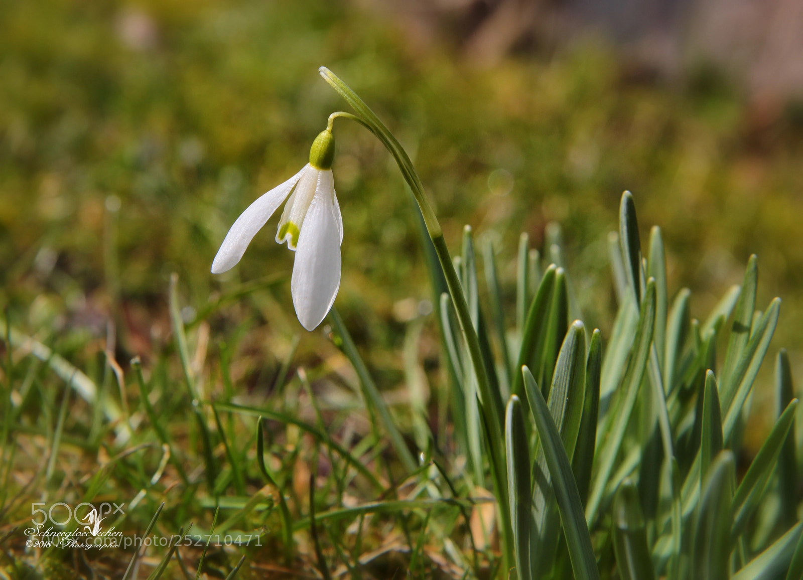 Canon EOS 60D sample photo. Schneeglöckchen photography
