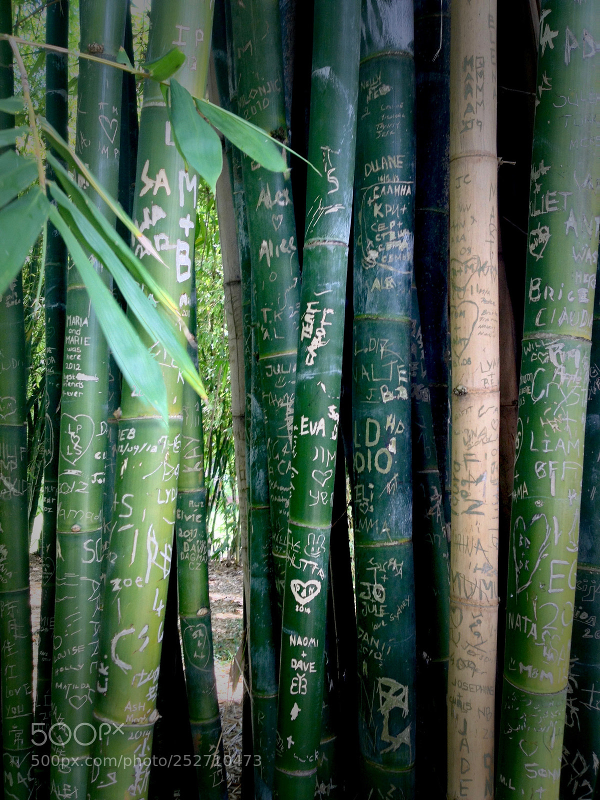 Apple iPhone 4S sample photo. Bamboo of words photography