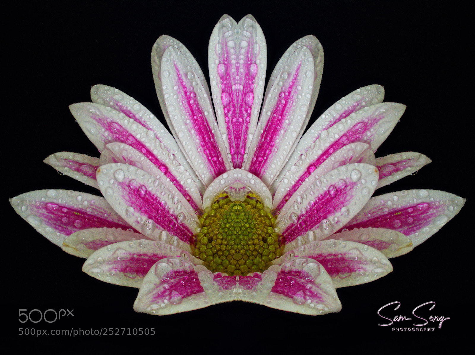 Olympus OM-D E-M10 III sample photo. Pink & white chrysanthemum photography