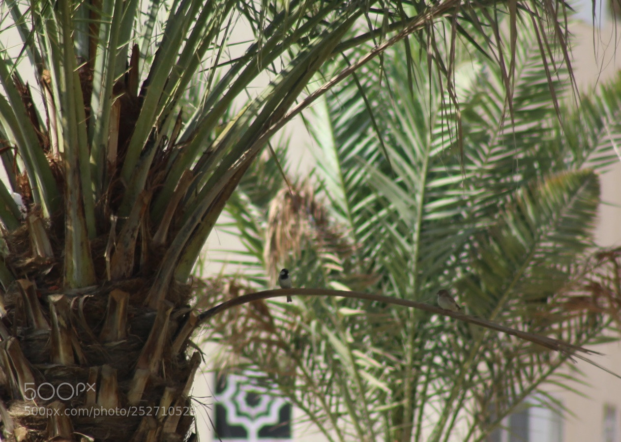 Canon EOS 700D (EOS Rebel T5i / EOS Kiss X7i) sample photo. Get closer photography