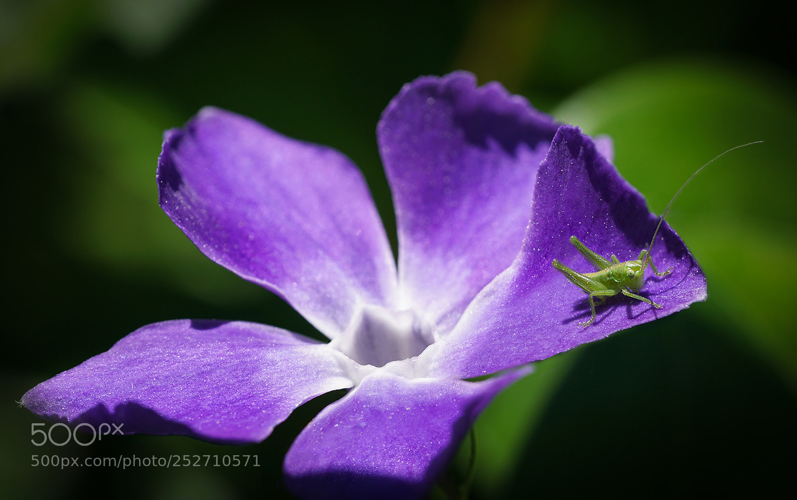 Sony a6000 sample photo. Little green photography