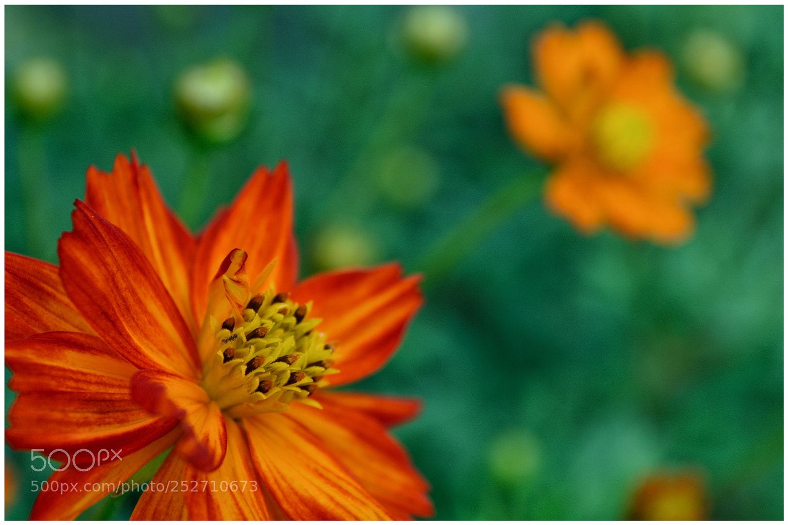 Nikon D7100 sample photo. Burning flower photography