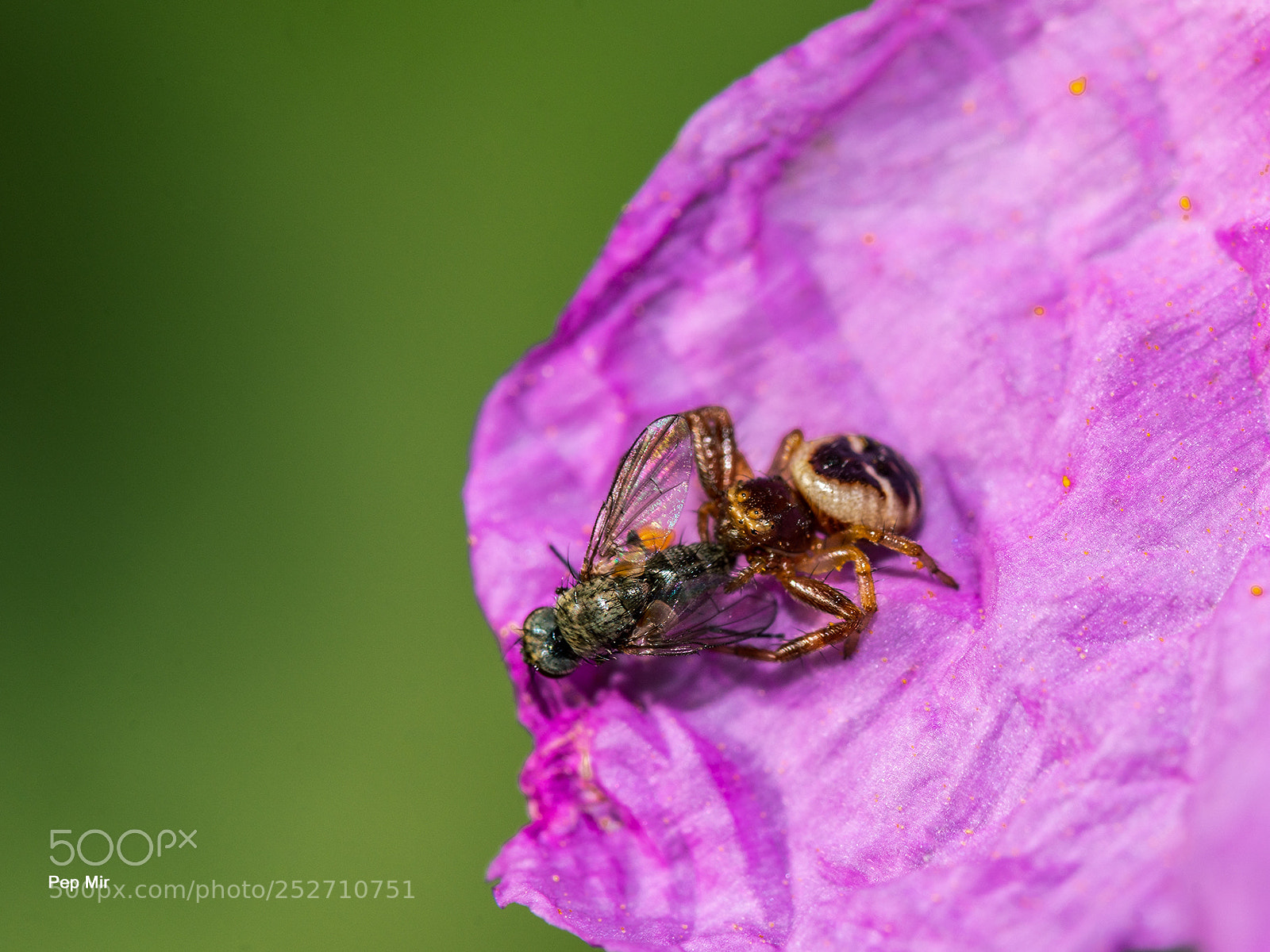 Sony a99 II sample photo. Araña alimentandose photography