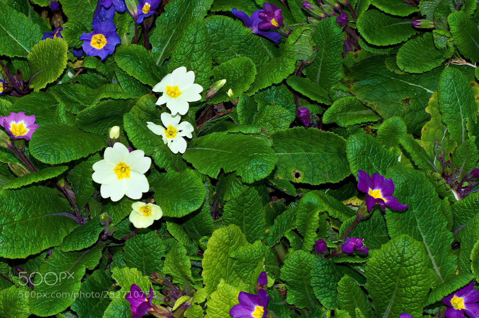 Nikon D3200 sample photo. Spring flowers photography