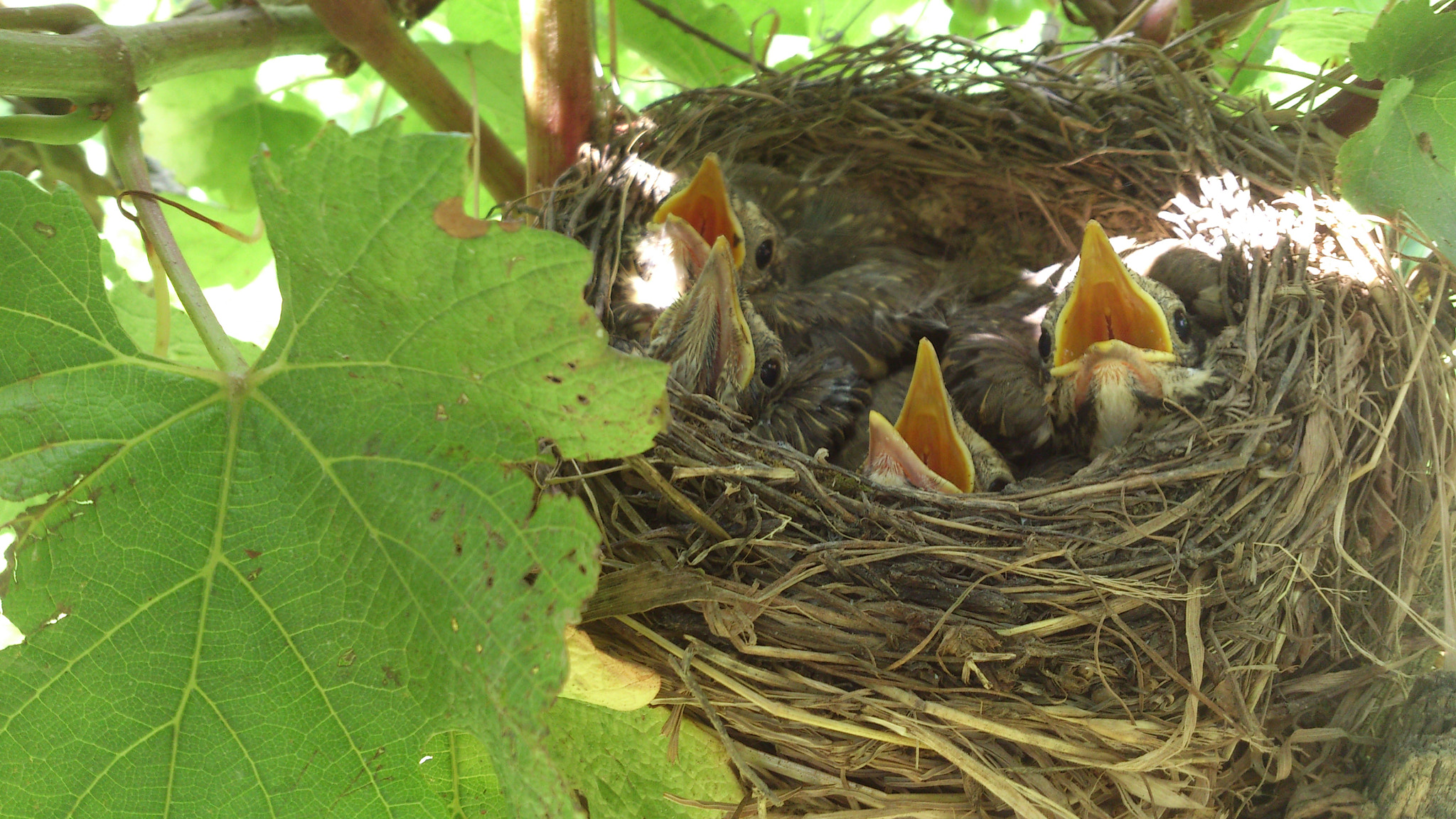 Sony Ericsson Xperia S sample photo. Birds photography