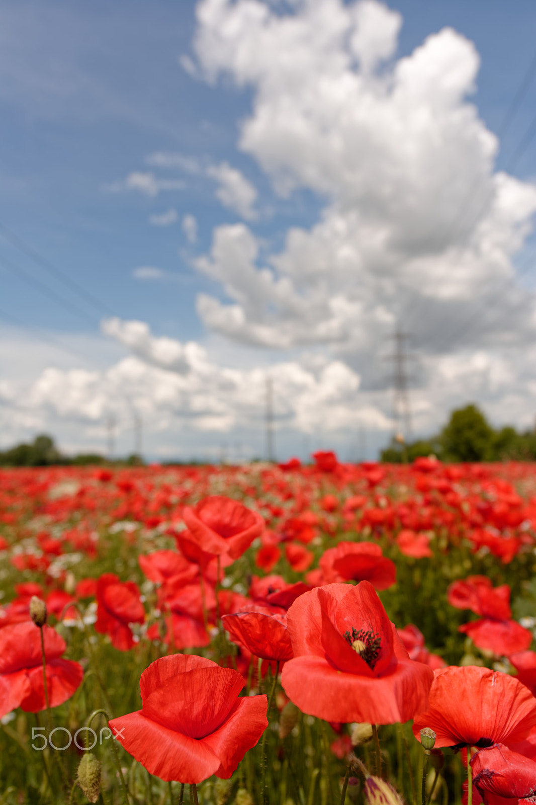 Nikon AF-S Nikkor 14-24mm F2.8G ED sample photo. Red as far as the eyes can see photography