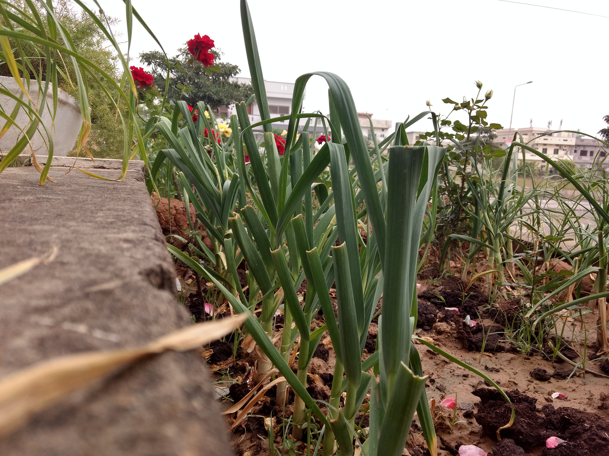 Motorola Moto Z Play sample photo