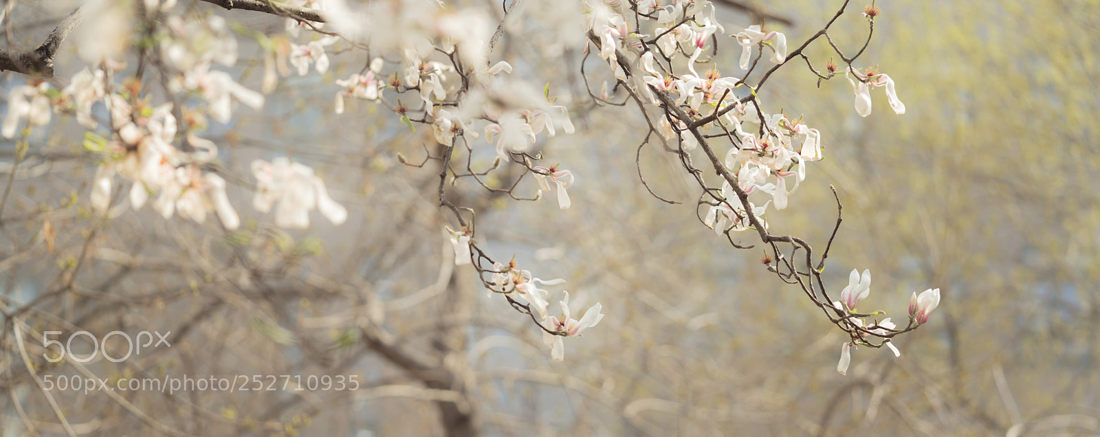 Sony a7R II sample photo. Flowers photography