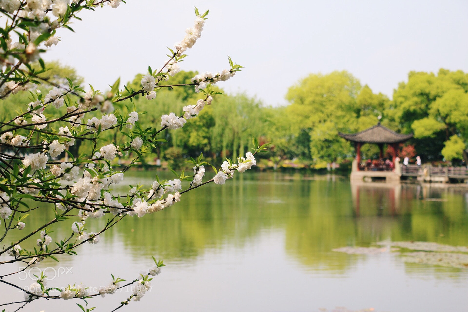 Canon EOS 70D sample photo. Spring of west lake photography