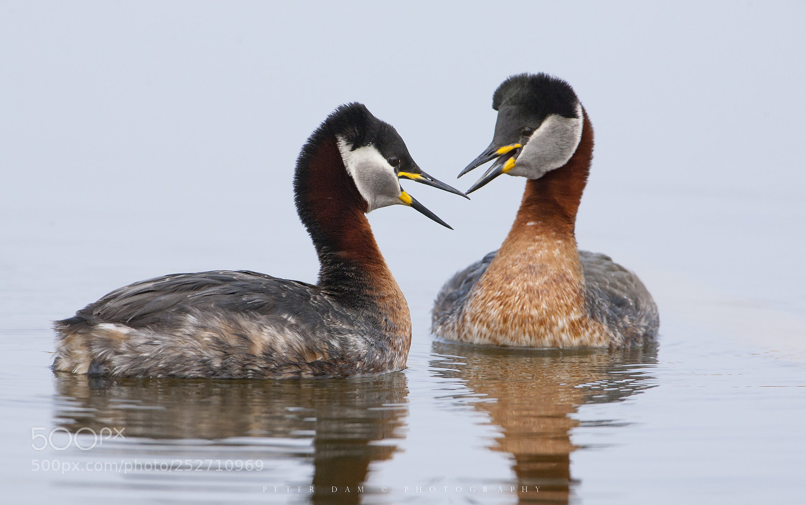 Canon EOS-1D Mark III sample photo. Red-necked grebes photography