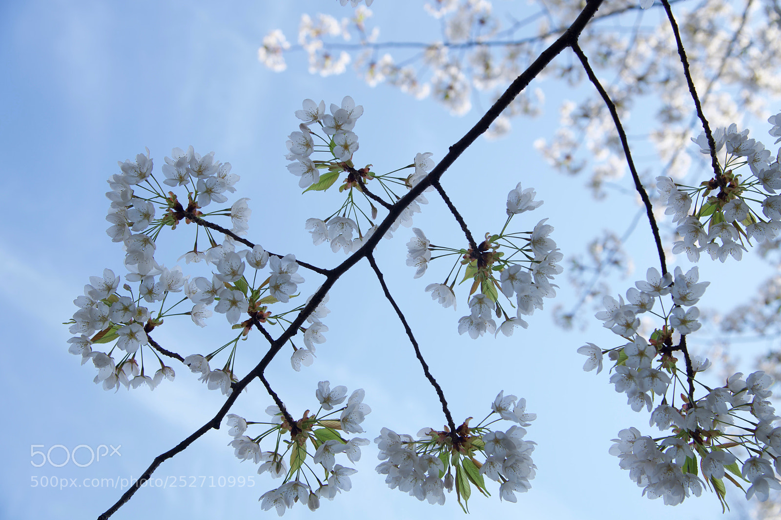 Nikon D5 sample photo. 桜 photography