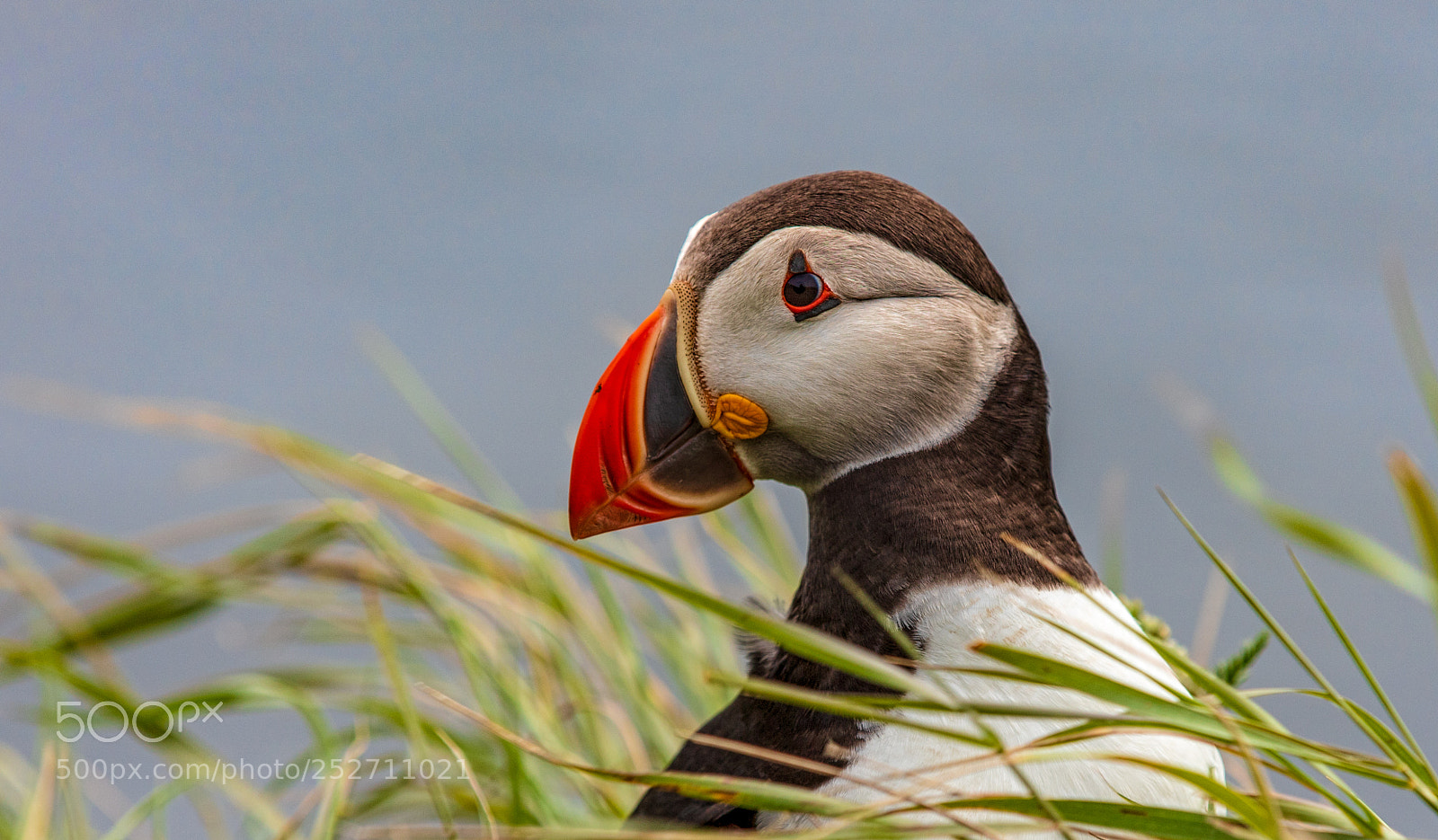 Canon EOS 5DS R sample photo. Atlantic puffin on the photography