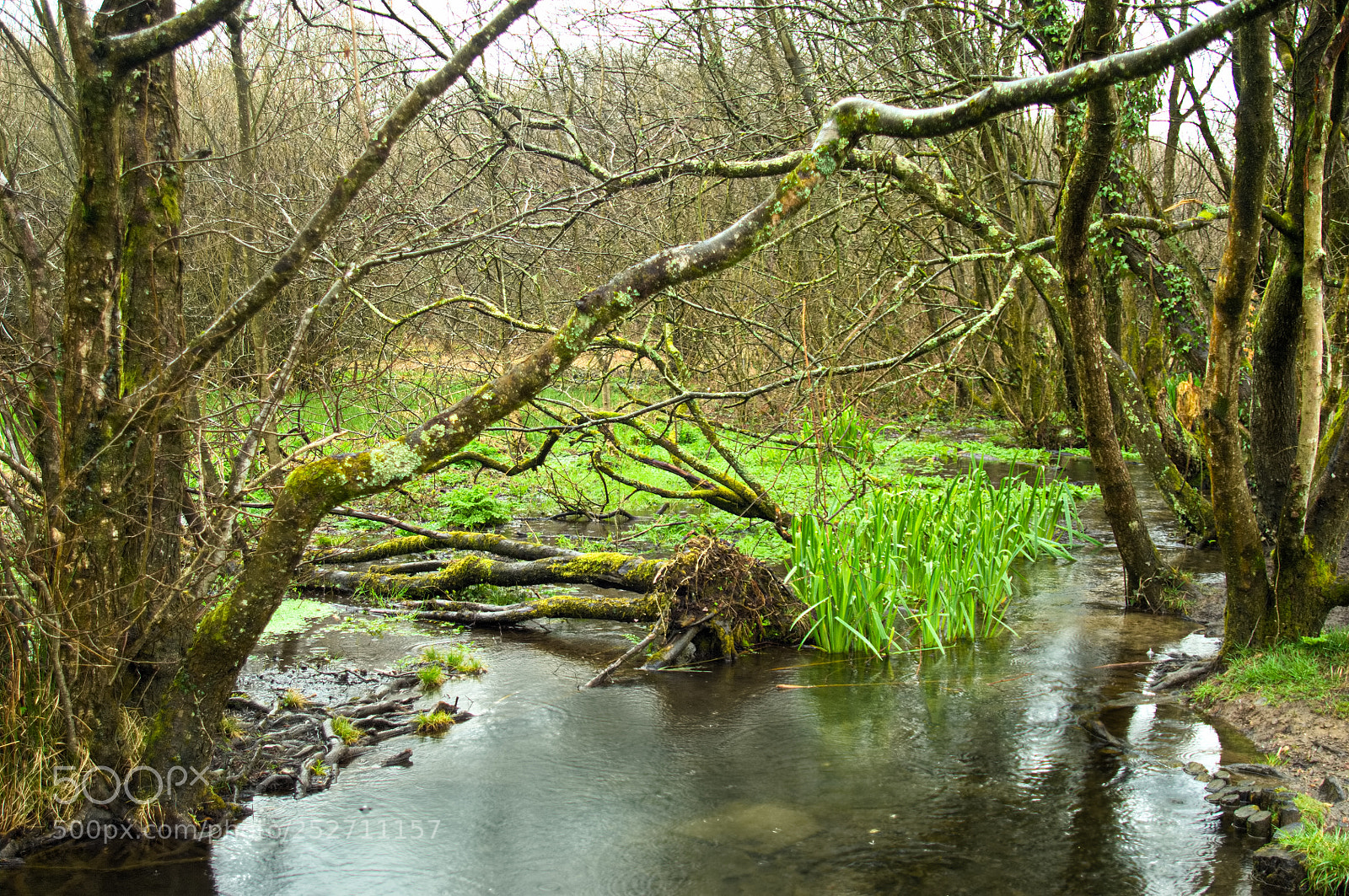 Nikon D2X sample photo. Woodland pond photography
