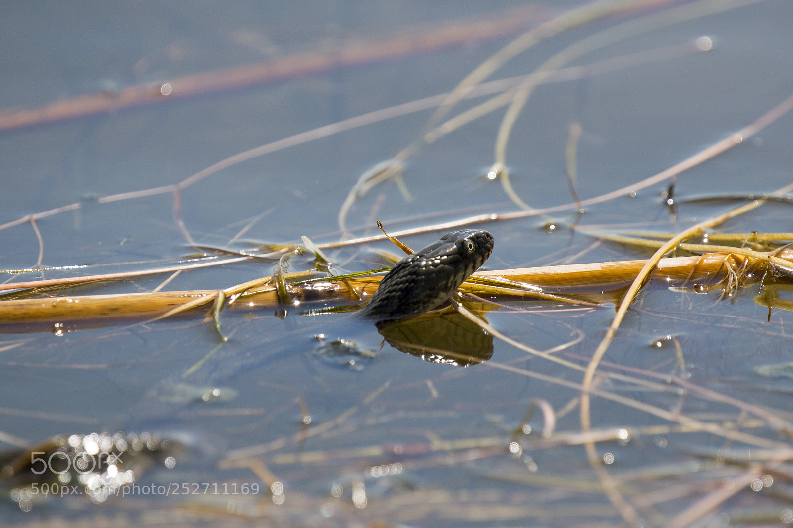 Canon EOS 70D sample photo. Snake photography