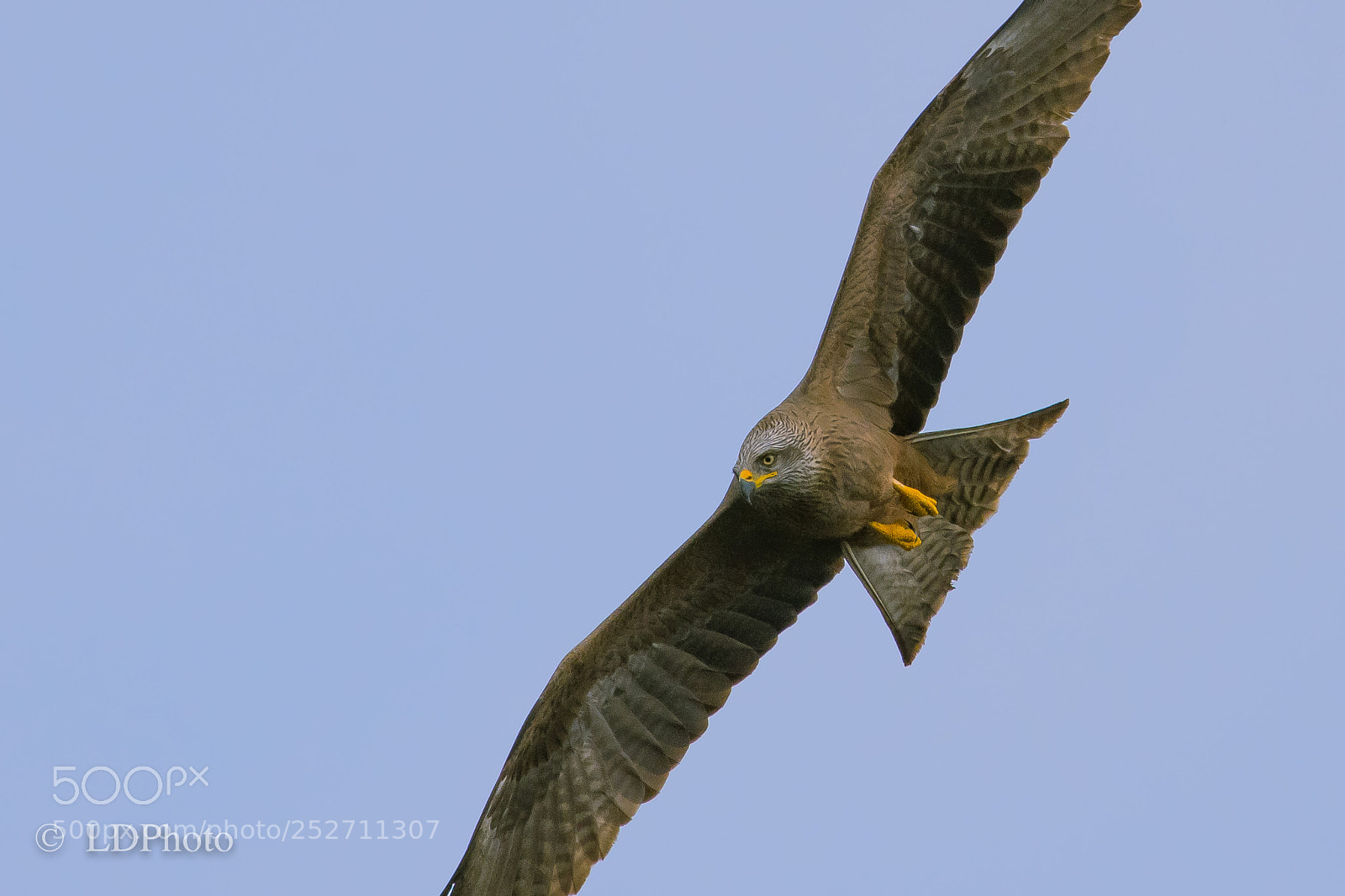 Nikon D500 sample photo. The eye of the photography