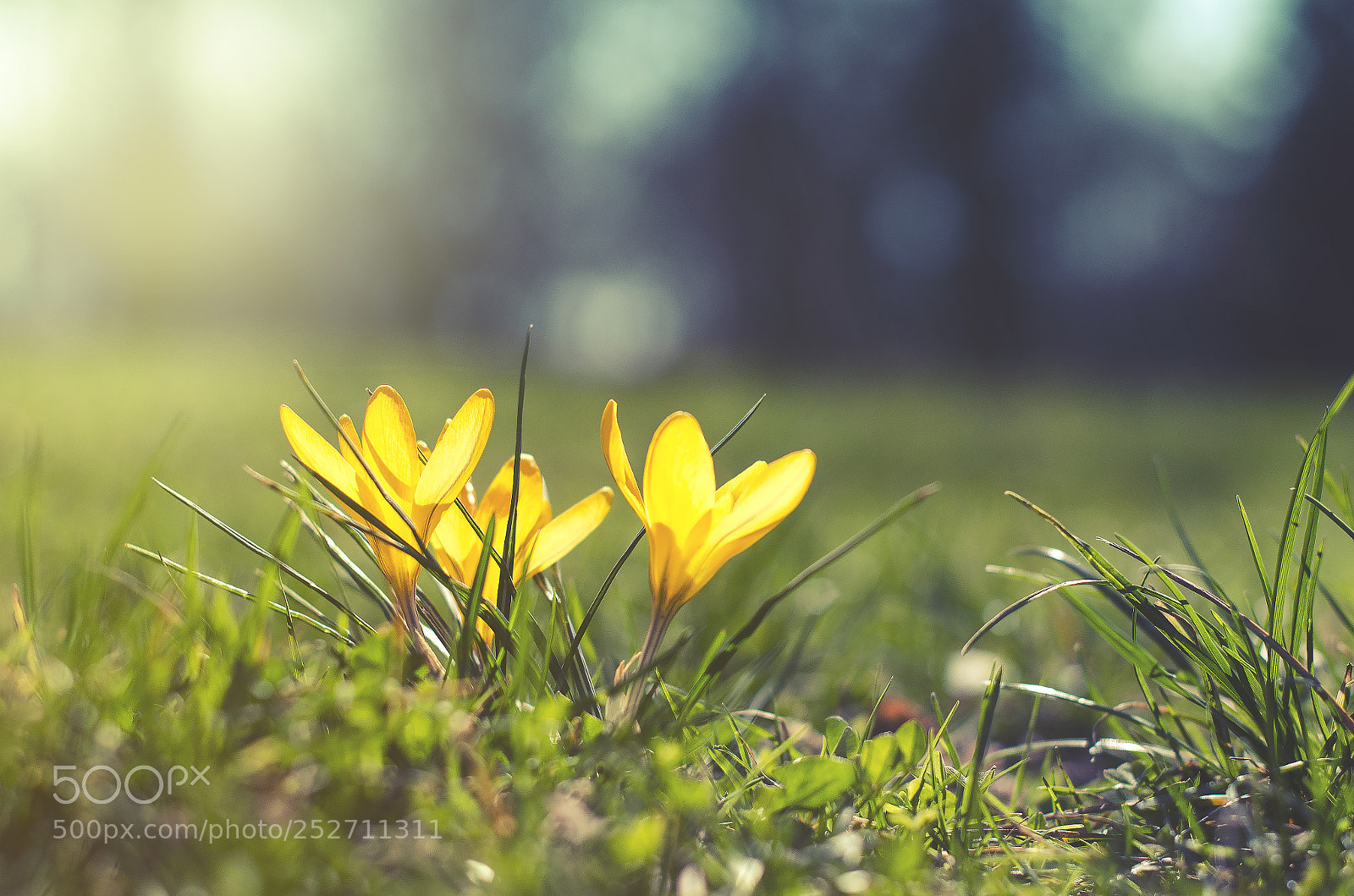 Nikon D5100 sample photo. Crocus photography