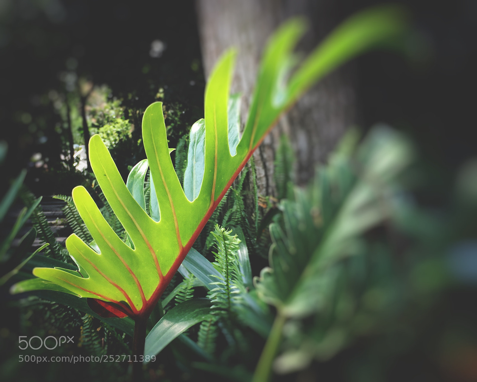 Apple iPhone 6s sample photo. Untitled photography