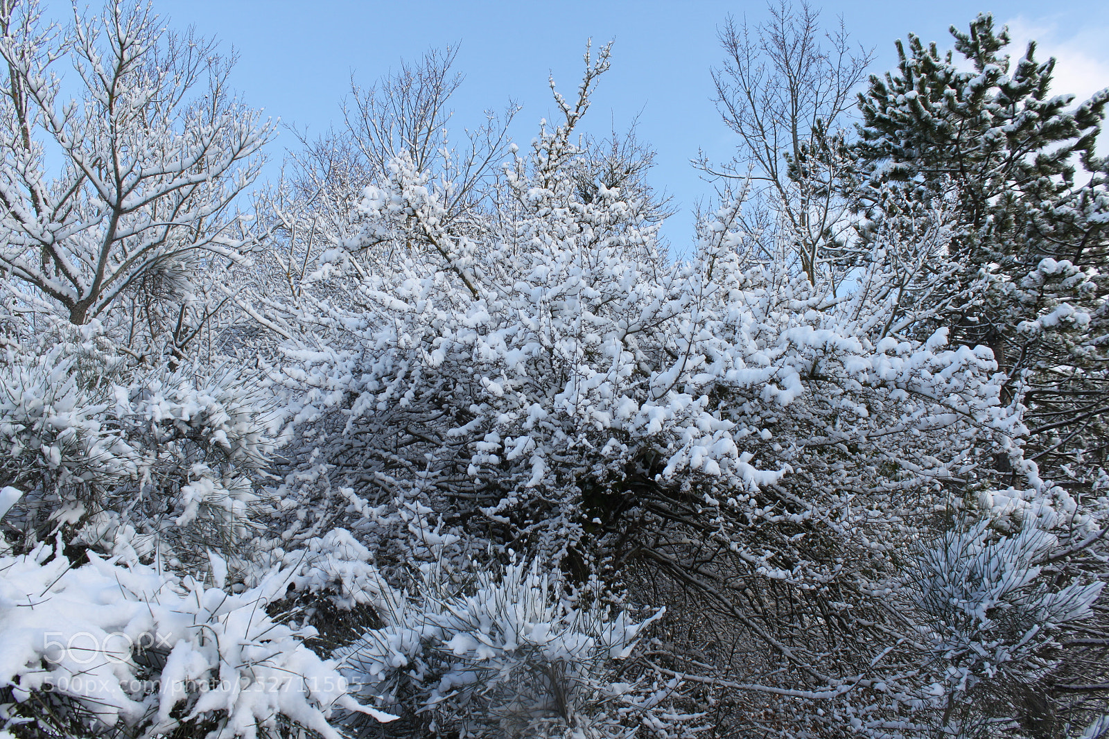 Canon EF-S 18-55mm F3.5-5.6 IS sample photo. Winter wonderland photography