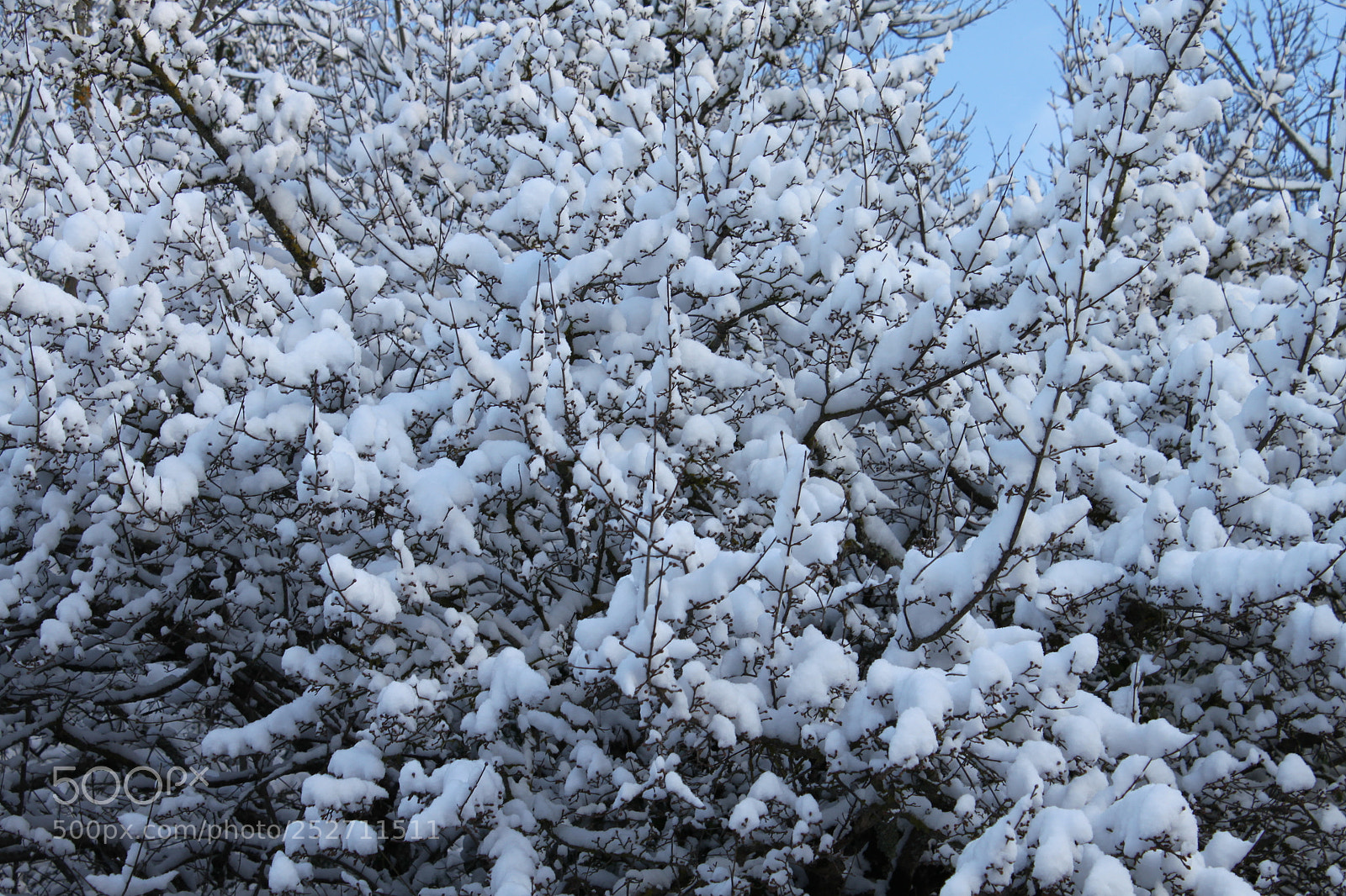 Canon EF-S 18-55mm F3.5-5.6 IS sample photo. Winter wonderland photography