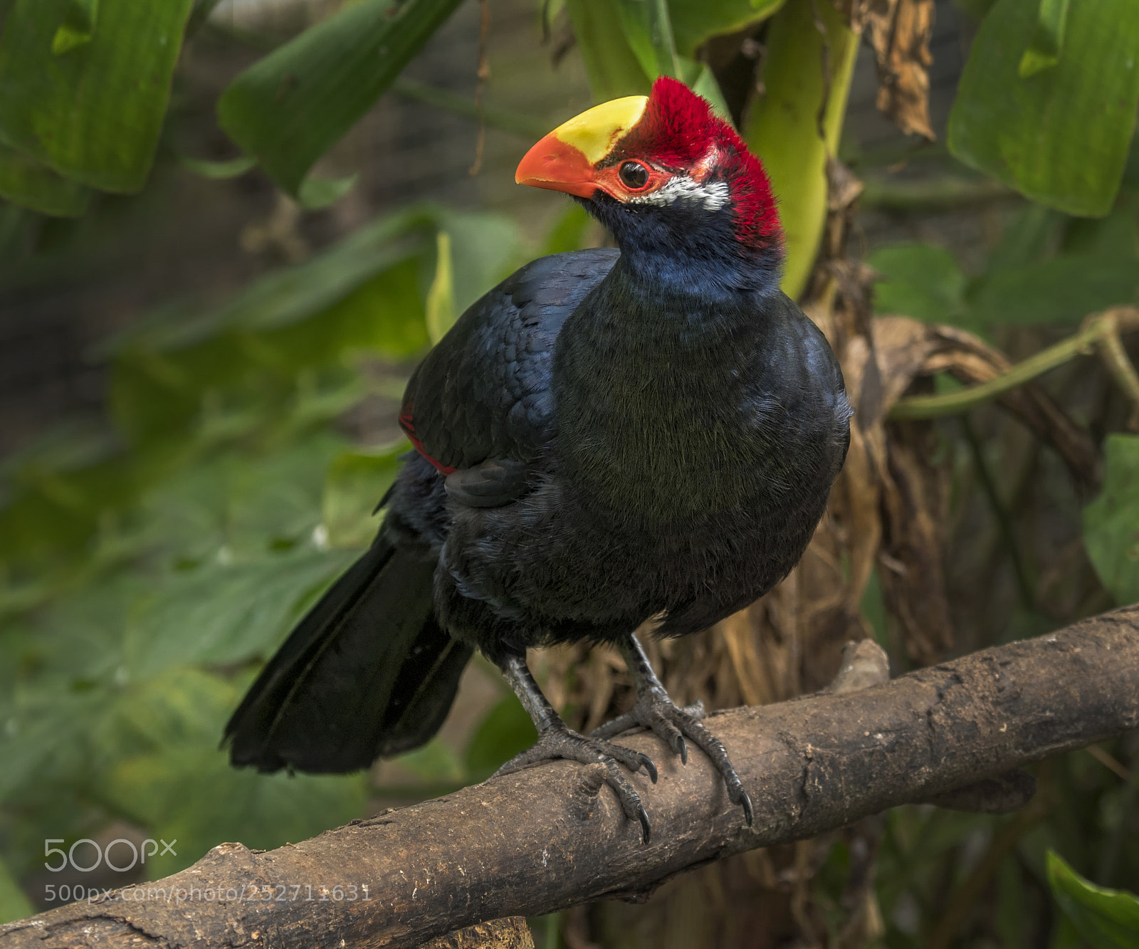 Olympus OM-D E-M1 Mark II sample photo. Violet turaco photography