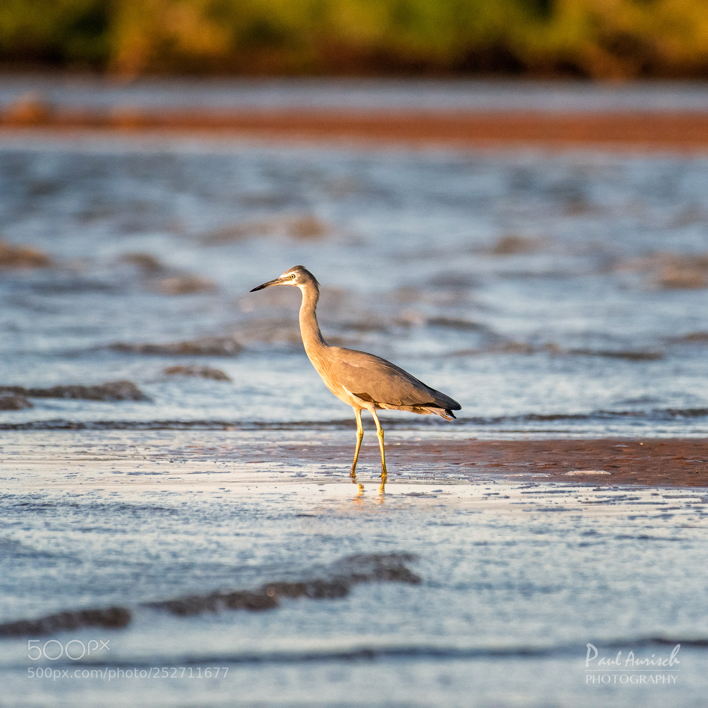Nikon D500 sample photo. White faced heron photography