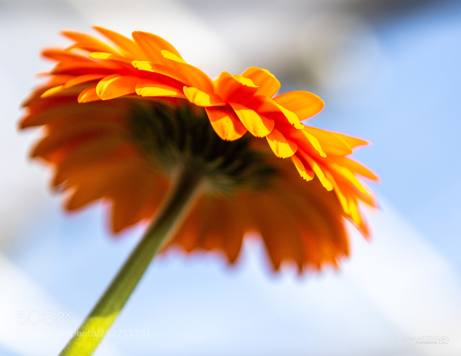 Canon EOS 6D Mark II sample photo. Gerbera photography