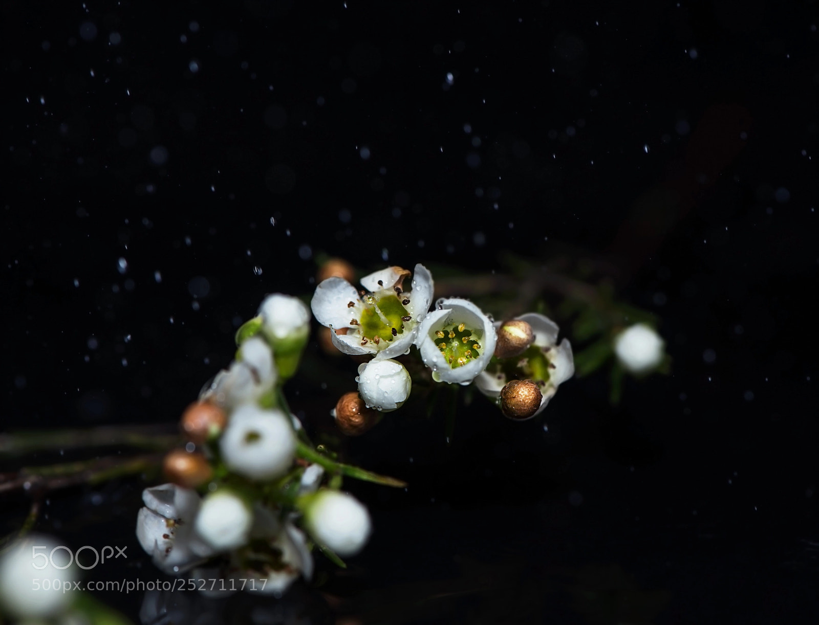 Nikon D800 sample photo. Hoya photography