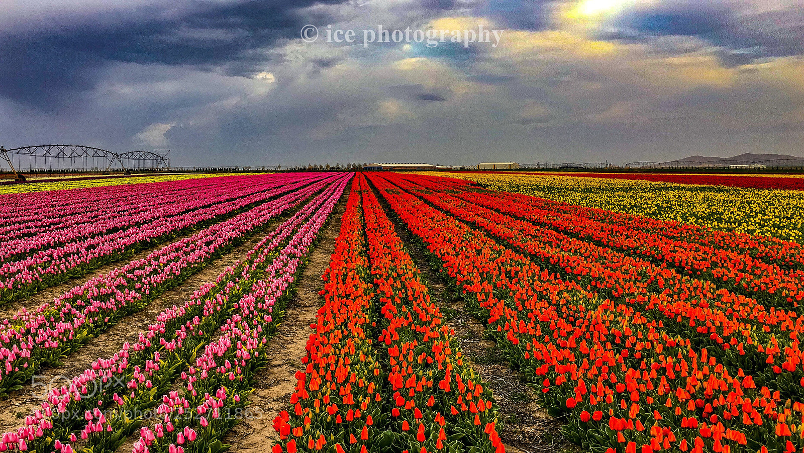 Apple iPhone 6s sample photo. Tulips photography